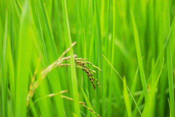 Вирощування рису на природі . — стокове фото