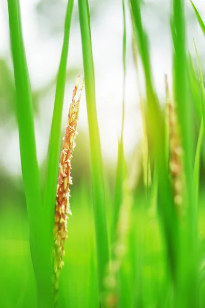 Orelhas de arroz com luz solar . — Fotografia de Stock