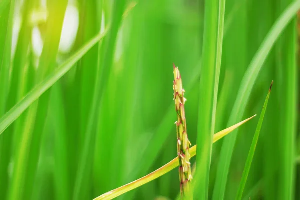 Orelhas de arroz com frescura da natureza . — Fotografia de Stock