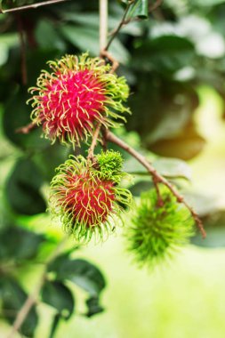 ağaç üzerinde kırmızı rambutan.