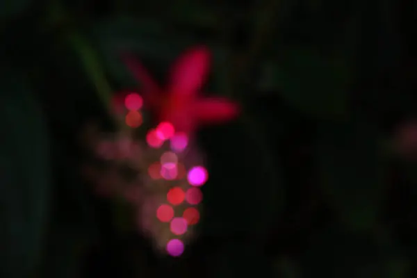 Bokeh av blommor med mörk bakgrund. — Stockfoto