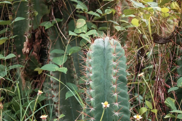 Cactus met gevaarlijke doornen. — Stockfoto