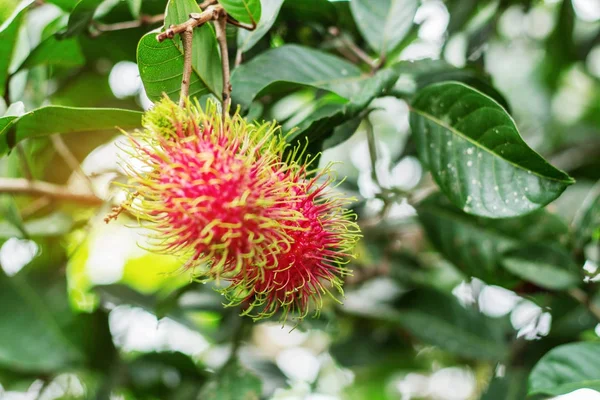 Rambutan with leafy background. — Stock Photo, Image