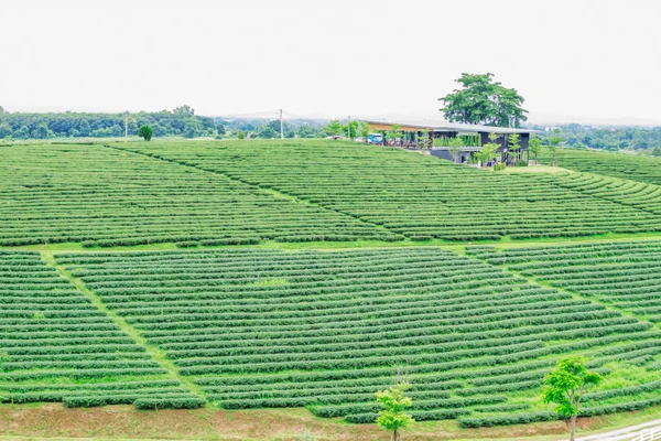 Tea plantations and retreat.