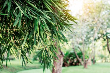 Yaz aylarında bambu.