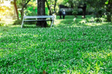 Parkta yeşil çimenler.