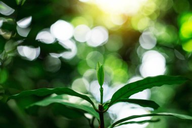 Yeşil arka plan ile büyüyen bitki.