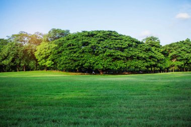 Gökyüzü ile'nın bahçesinde ağaçlar.