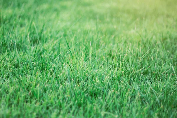 Grass with natural of background. — Stock Photo, Image