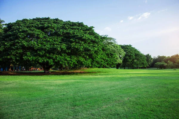 Trees and lawns in park. — Stock Photo, Image