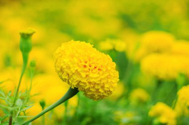 Kadife çiçeği güzel renkler ile.