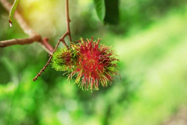Yeşil arka plana sahip kırmızı rambutan.