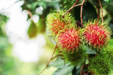 Güneş parlar ile kırmızı rambutan.