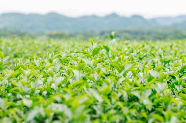 çay tazelik ile sahada.