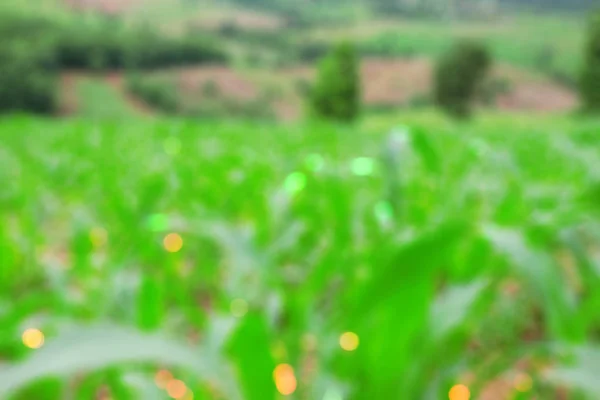 Cornfield with blurred images. — Stock Photo, Image