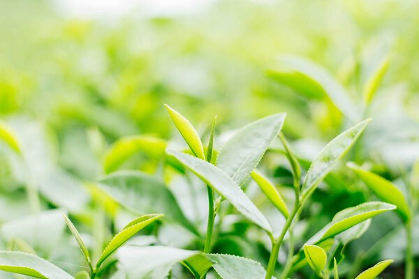 tea leaves with green background.