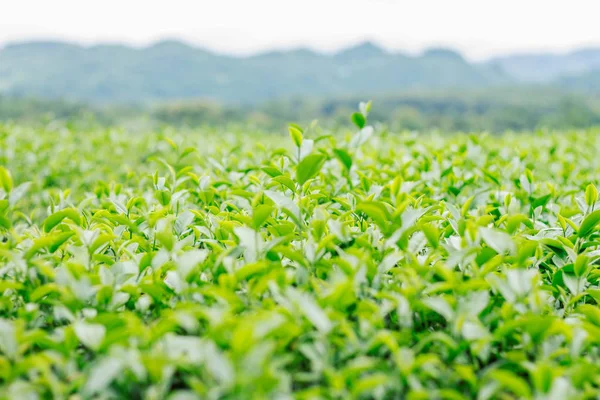 çay tazelik ile sahada.