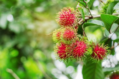 Güneş ışığı, kırmızı rambutan.