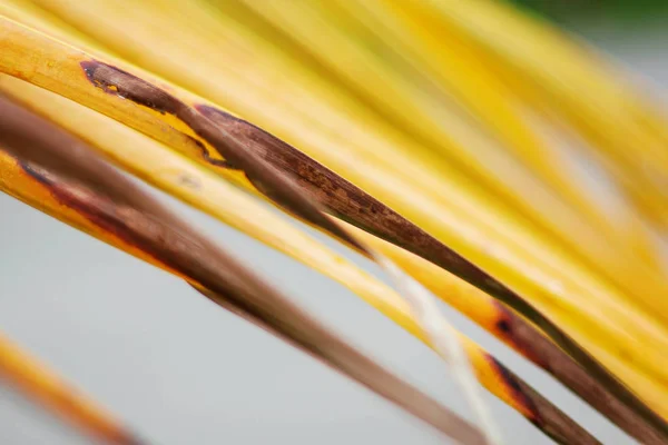 Kokosnoot bladeren drogen met achtergrond. — Stockfoto