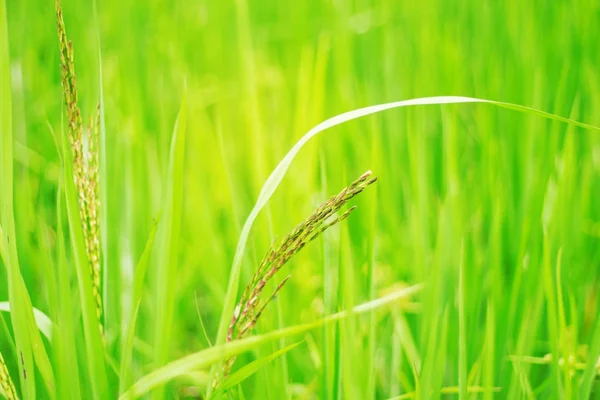 Rice growing in field. — Stock Photo, Image