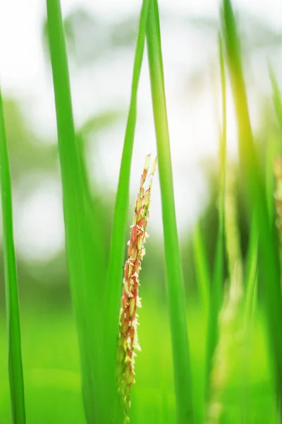 Arroz com sol brilhando . — Fotografia de Stock