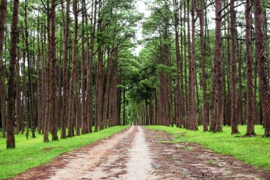 Çam ağaçları ile güzel doğa.