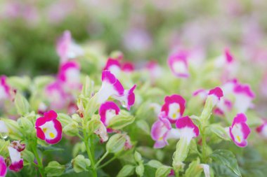 Yenileme ile mor çiçekler.