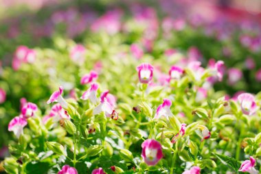 Arsa üzerinde mor çiçekler.