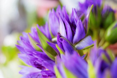 Bulanık arka plan ile mor lotus.