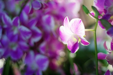 Güzel ile mor orkide.