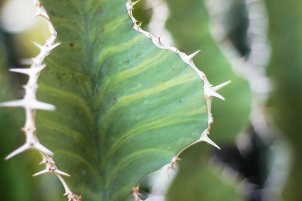 Kaktus mit Oberfläche und Dornen. — Stockfoto