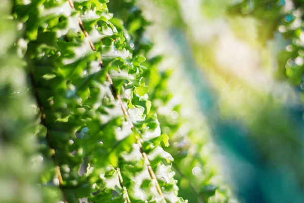 Eğreltiotu yaprakları tazelik ile.