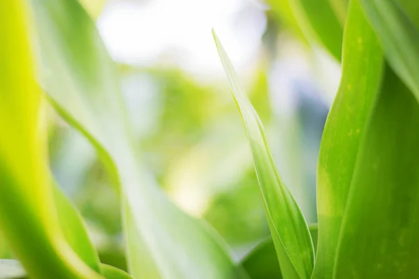 Folhas planta à luz do sol . — Fotografia de Stock