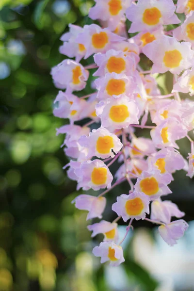 Orchidee met prachtige. — Stockfoto