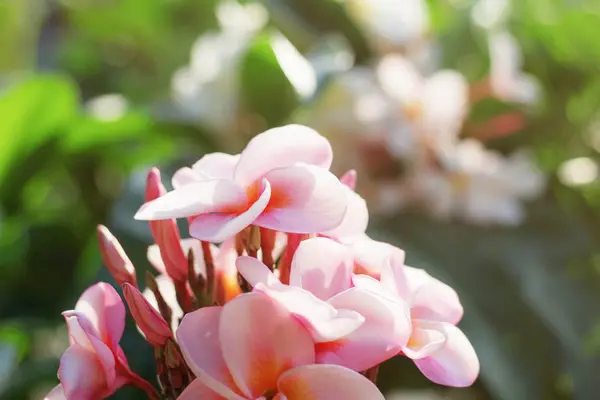 Frangipani rosa con la hermosa . — Foto de Stock