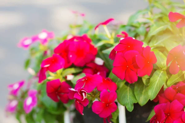 Röda blommor på krukor. — Stockfoto