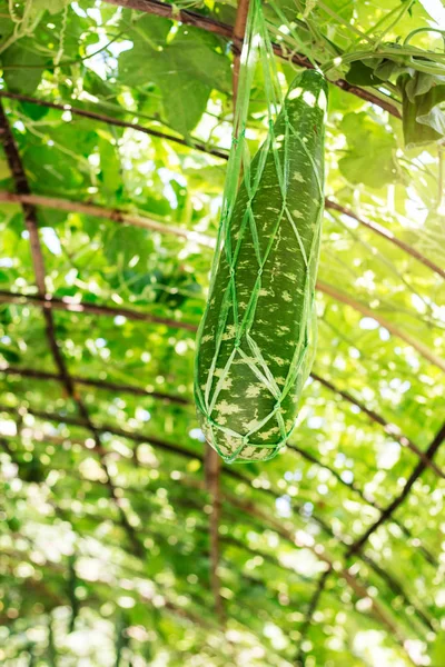 Vegetable in plantations. — Stock Photo, Image