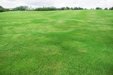 çim beyaz gökyüzü ile.