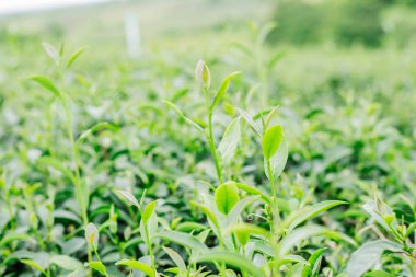 Çiftlikte genç çay yaprakları.