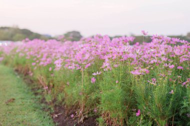 Cosmos bitkilerde Bahçe güzel renkler ile'a.