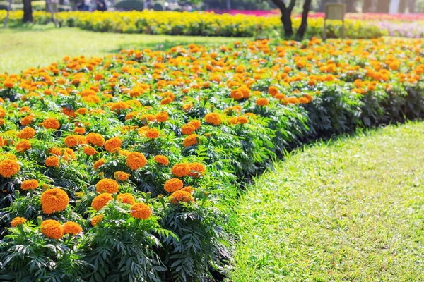 芝生の上のマリーゴールドを栽培. — ストック写真