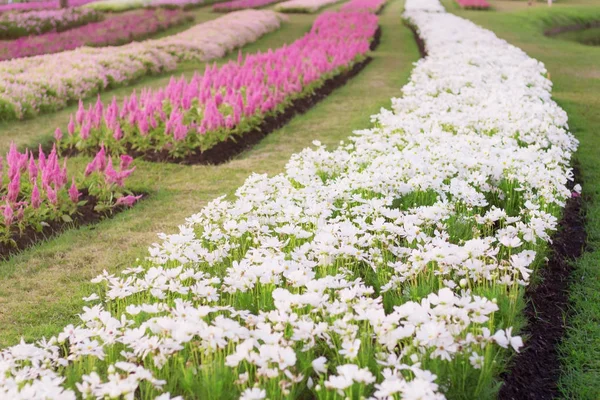 Cosmos Blancos Otras Flores Con Hermosos Colores —  Fotos de Stock