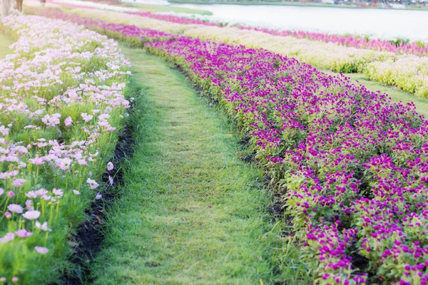 Planting flowers and paths. — Stock Photo, Image