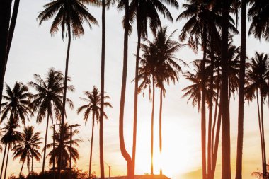 Denizde gündoğumu ile Hindistan cevizi ağacı.