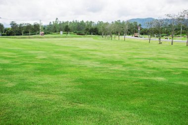 Çim ve parkta süs ağaçları.