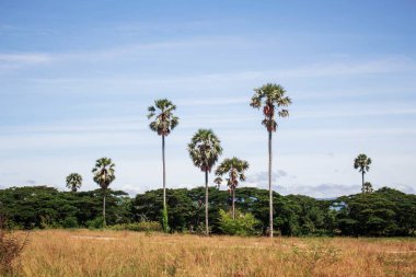Palmiye ağacı ile mavi gökyüzü ile kırsal otlak.