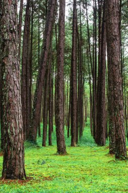 Yağışlı sezon içinde yeşil doğa ile çam ekimi.