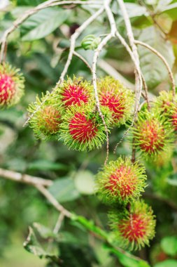 Rambutan gün boyu güneş ışığı ile ağaç üzerinde.