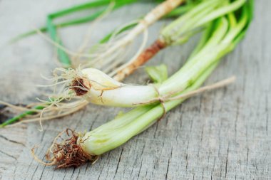 Taze soğan ve kişniş ahşap zemin üzerinde.