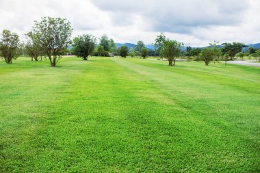 Ağaç bahçe yeşil çim üzerinde.